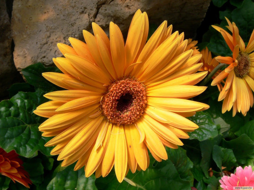 423911 (a): :1600x1200